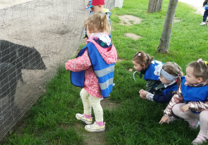 Dzieci obserwują Pekari